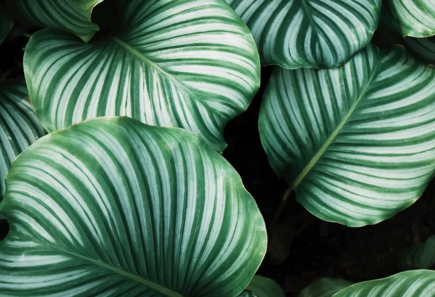 10 essential tips for optimizing natural cycles with Oura Ring