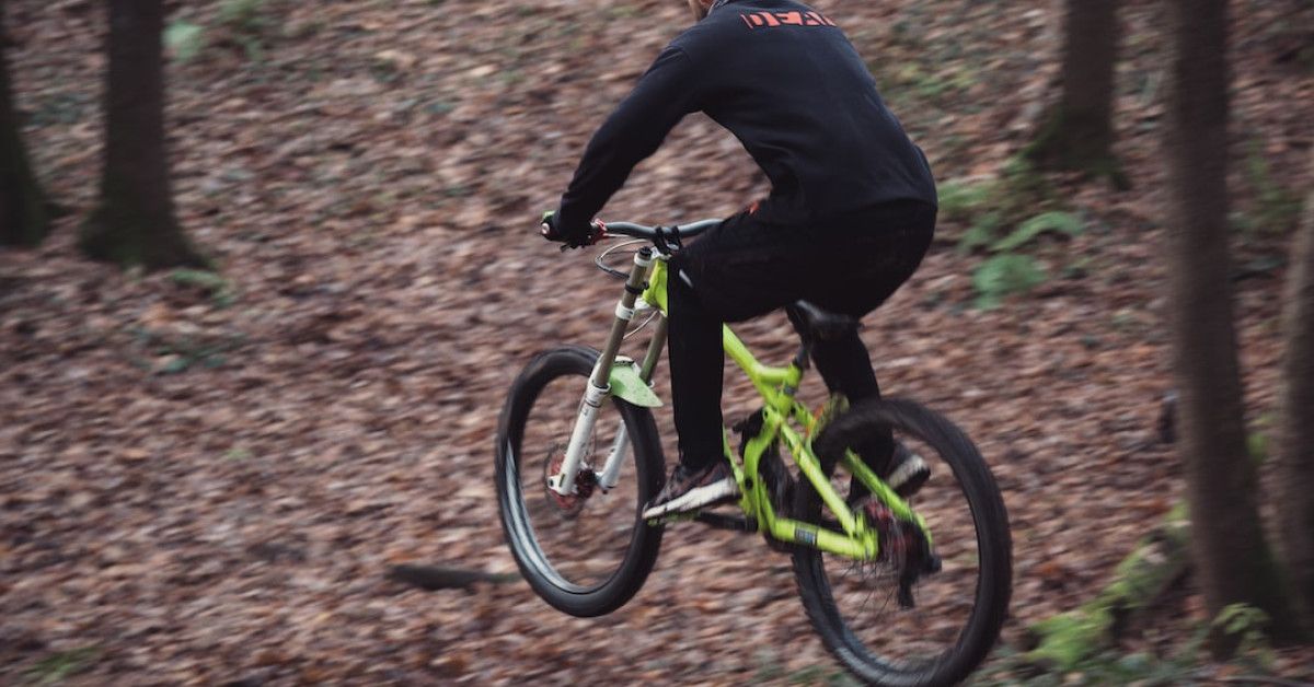 10 fascinating stages in the cycle of a tree