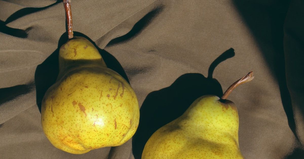 Life cycle stages of a mouse - in-depth guide.