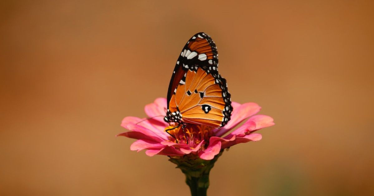 Painted lady butterfly's life cycle stages: A visual transformation