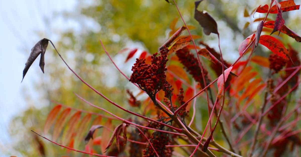 Ultimate guide to cycling events in Minnesota: a must-see!