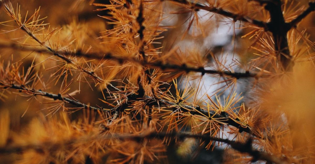 Overcoming challenges in revenue cycle management with Conifer Solutions