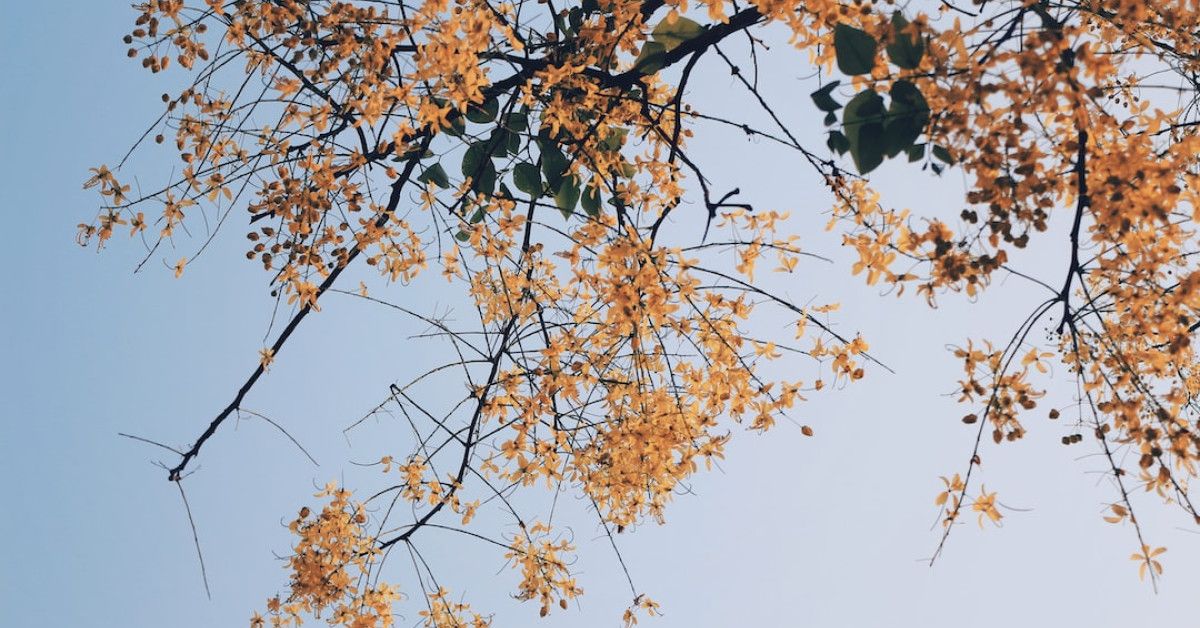 Tips for using Natural Cycles LH Strips for fertility tracking