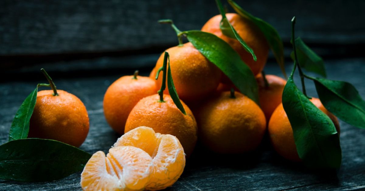 Carpenter ant life cycle stages: A guide for cycling enthusiasts.