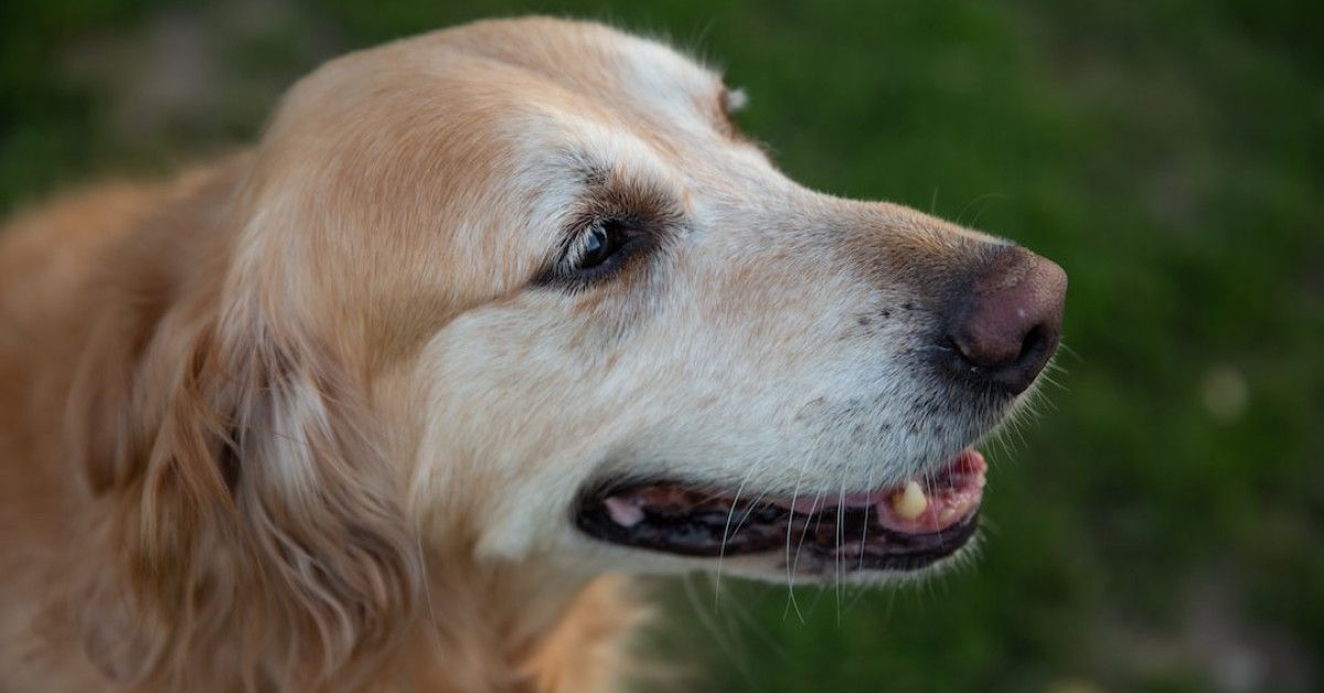 Tips to resolve AC compressor cycling on and off issue.