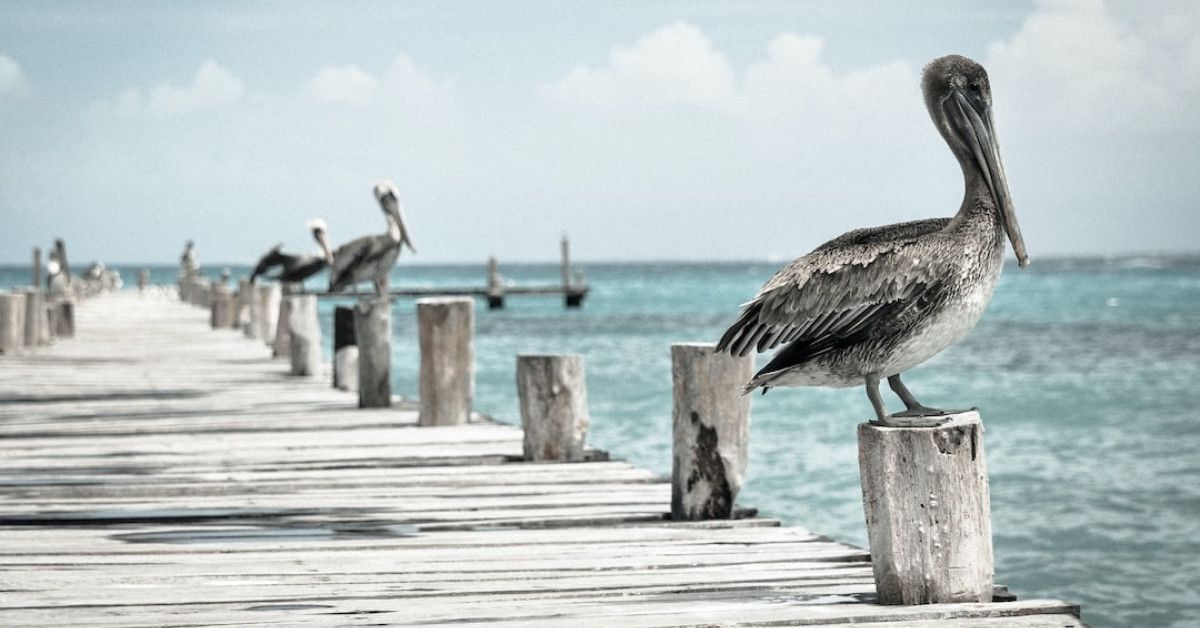 Image: Sea turtle life cycle stages for ocean enthusiasts