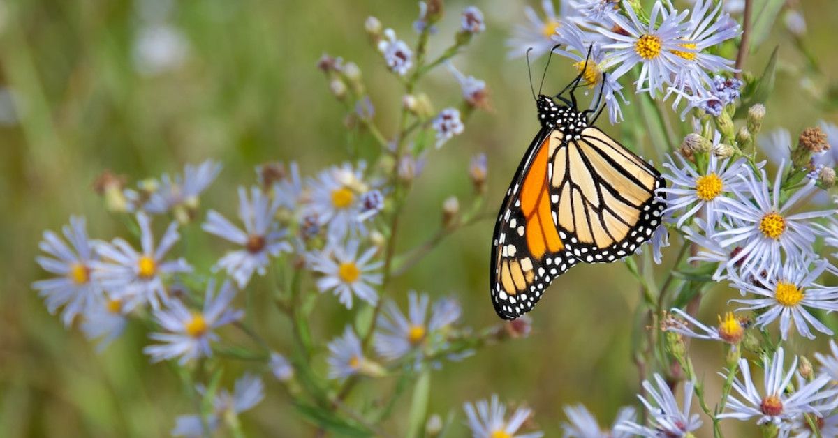 7 stages of the painted lady butterfly life cycle
