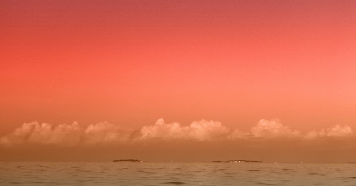 Explore the mesmerizing life stages of sea turtles in images.