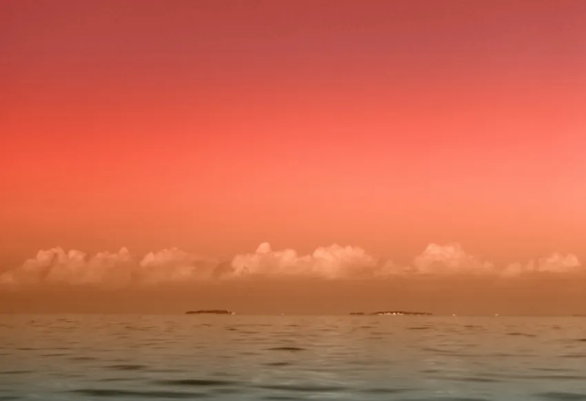 Explore the mesmerizing life stages of sea turtles in images.