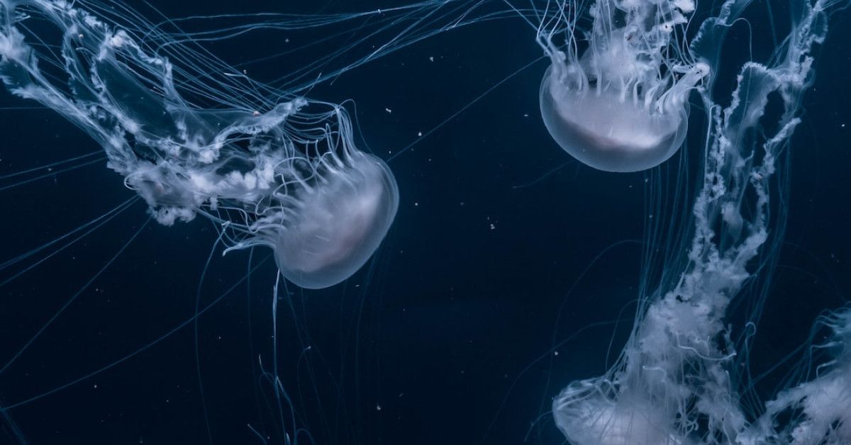 Stages of wasp life cycle: images displaying nature's marvels