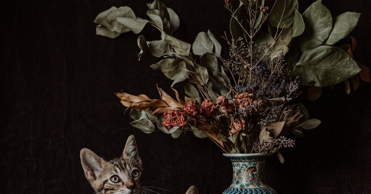 Lion's Mane Life Cycle: From Cub to King of Jungle