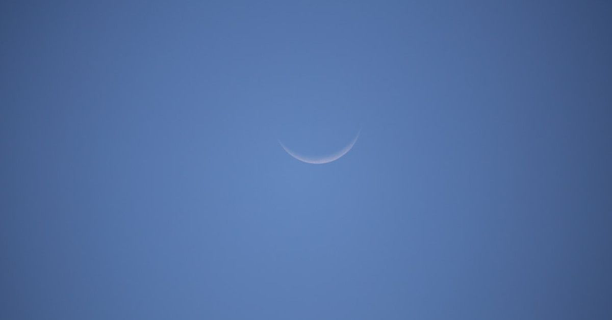 Blue crab life cycle stages: An exciting and educational journey