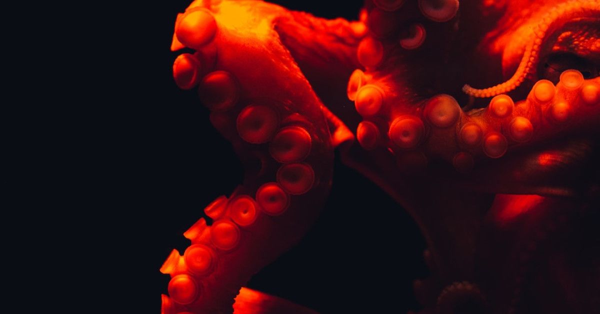 10 Steps for a Healthy Turtle Life Cycle