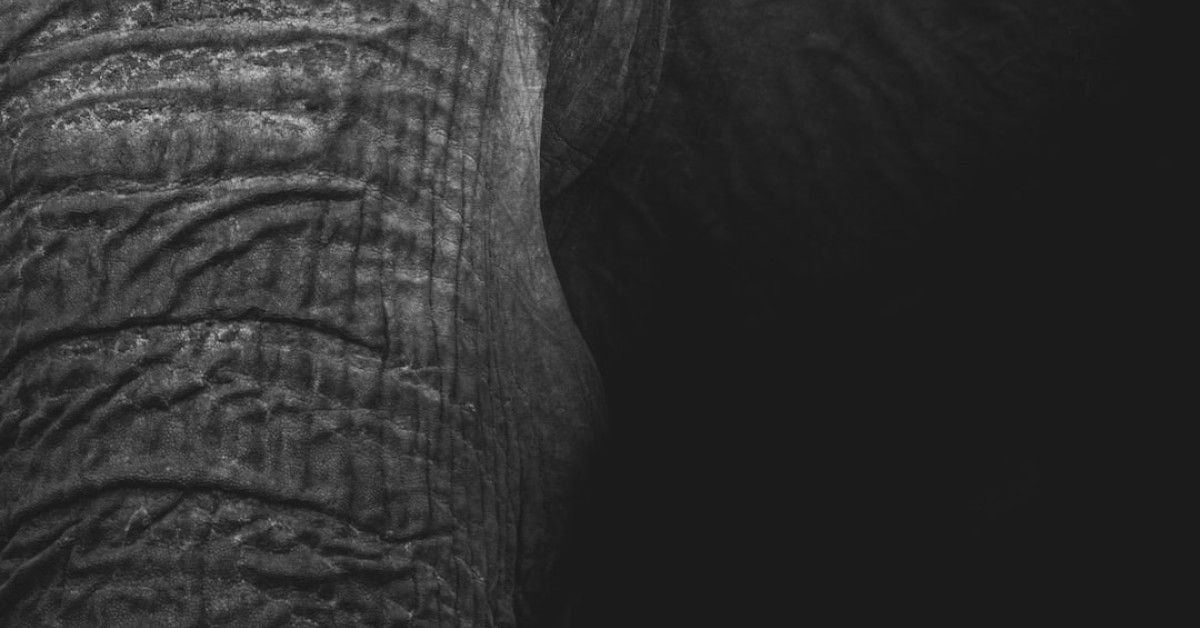 "Elephant life cycle stages infographic illustration."