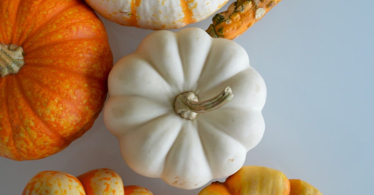 The Squash Bug Life Cycle: 7 Key Stages Explained