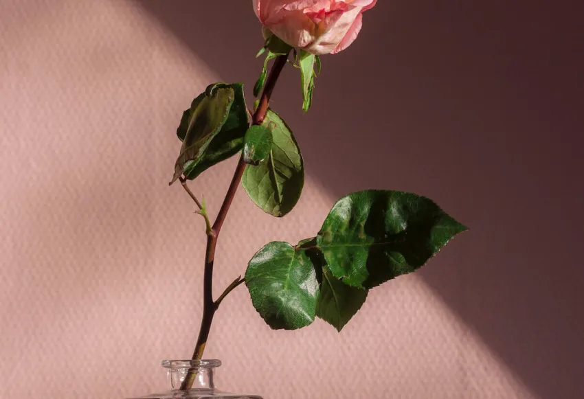 Top 10 stages of a termite's life cycle