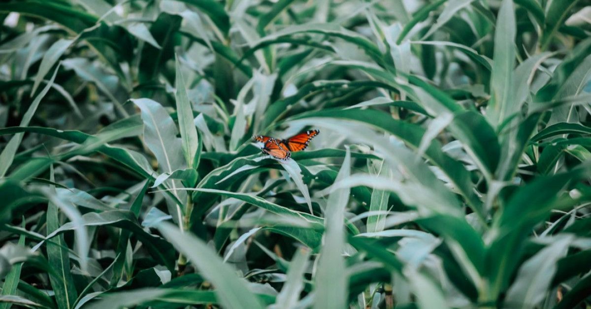 "Maytag washer troubleshooting guide for non-starting cycles."