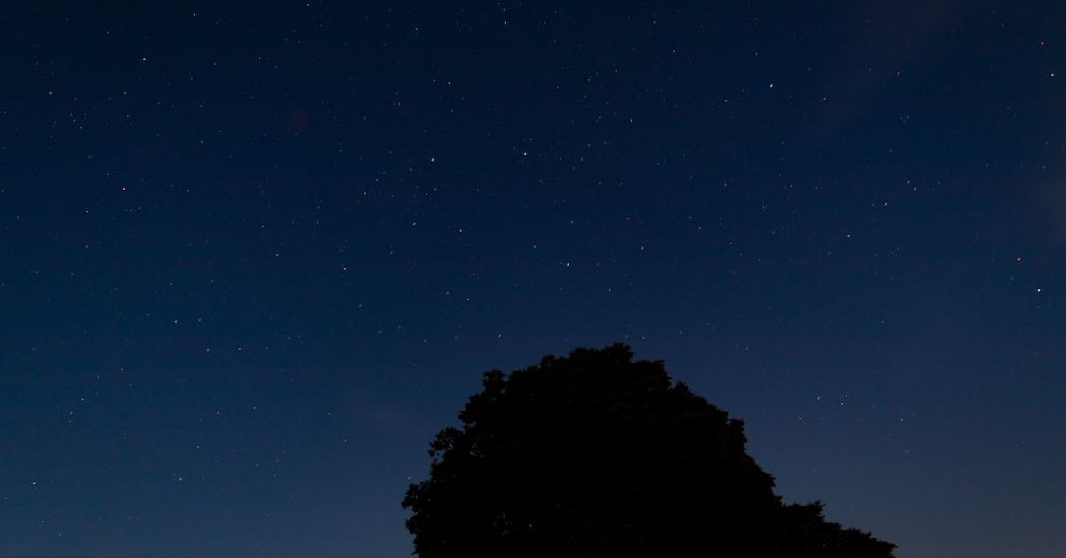 "Black soldier fly life cycle stages illustrated."